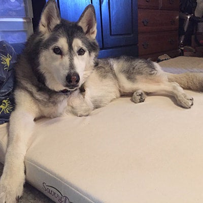 Savvy rest dog bed cheap
